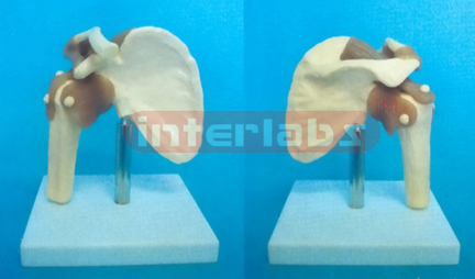 MIDDLE SHOULDER JOINT - FUNCTIONAL MODEL